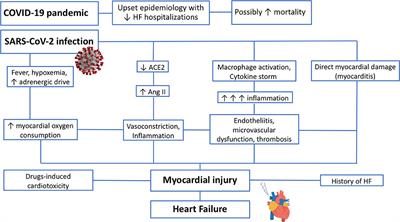 COVID-19 and Heart Failure: From Epidemiology During the Pandemic to Myocardial Injury, Myocarditis, and Heart Failure Sequelae